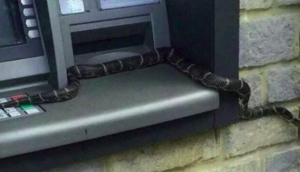Bizarre! Snake found inside ATM machine in Coimbatore; what happened next will shock you!
