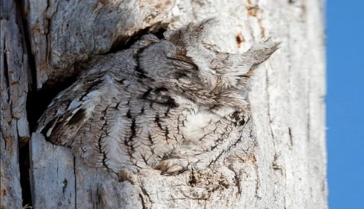 owl