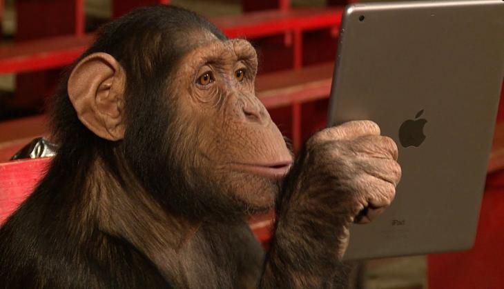 Chimpanzees may adapt to human developed habitats better than natural one: Researchers