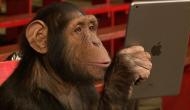Amazing! Watch how chimpanzee scrolling, swiping and browsing Instagram on iPhone; video goes viral