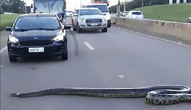 Anaconda