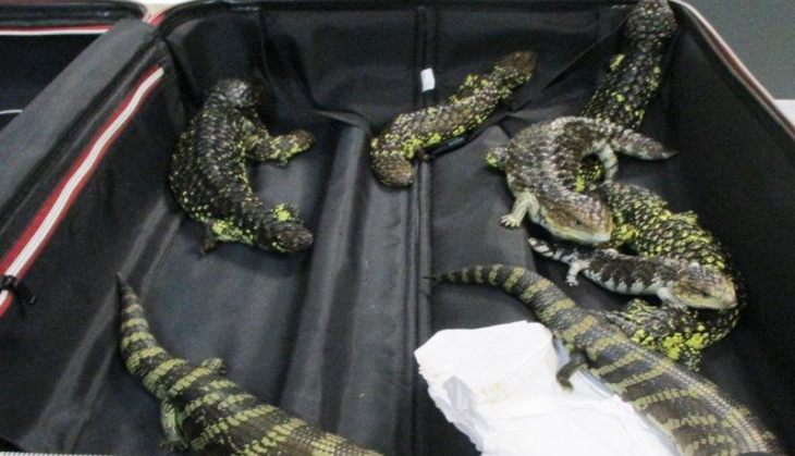 Lizard