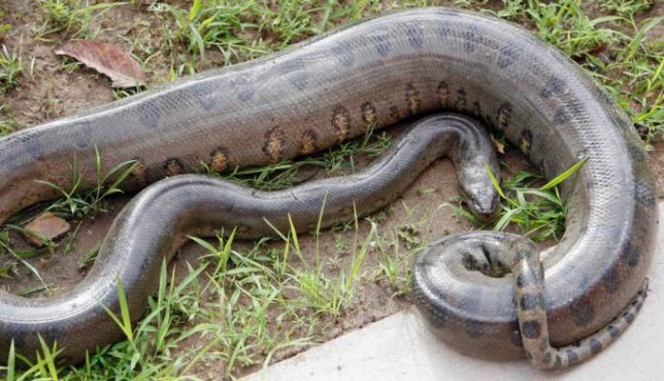 Video: Giant anaconda crosses busy road; what happens next will give you goosebumps!