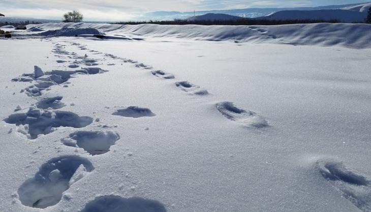 Yeti Footprint