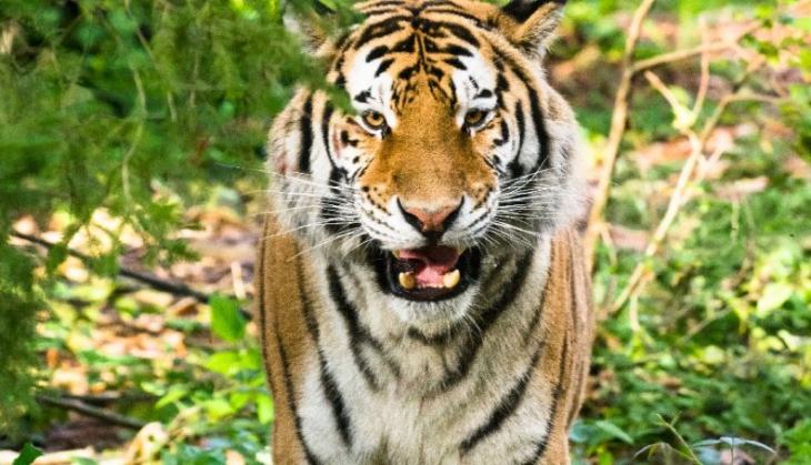 OMG! Watch what happens to a girl when tiger tries to attack her with its huge paws; video goes viral