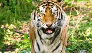 OMG! Watch what happens to a girl when tiger tries to attack her with its huge paws; video goes viral