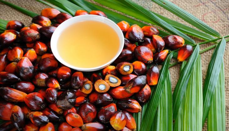 Palm oil's potential to alleviate poverty depends on where it's produced, say researchers