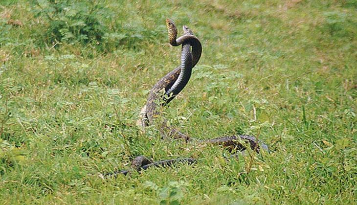 snake romance