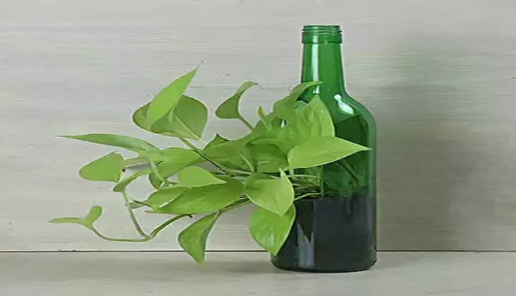 money plant