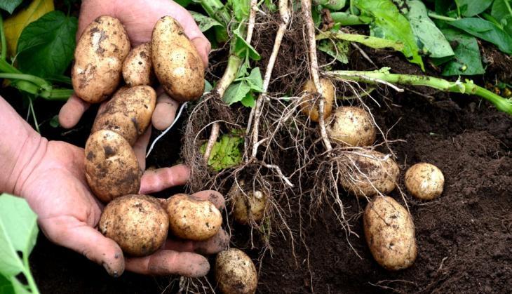Potato Farming