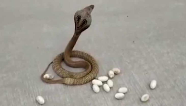 cobra