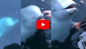 Incredible! Watch how whale helps woman who accidentally drops her iPhone into the sea