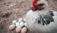 Animal rights activists express concern over new draft rules on egg laying hens