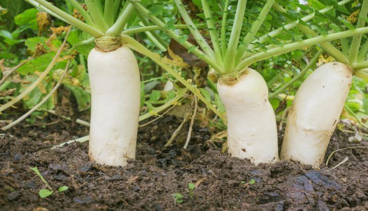 Radish