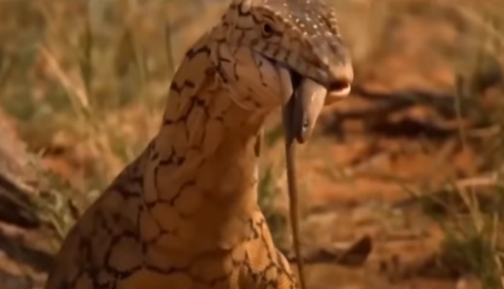 viral video