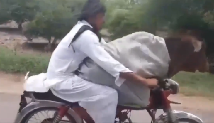 man riding bike with cow