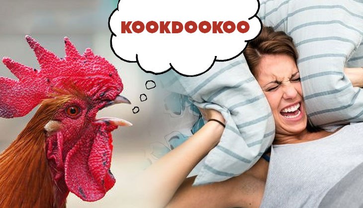 Weird! Pune woman demands Police action against rooster for disturbing her sleep; here's what happens next