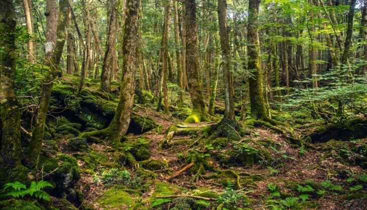 Suicide Forest