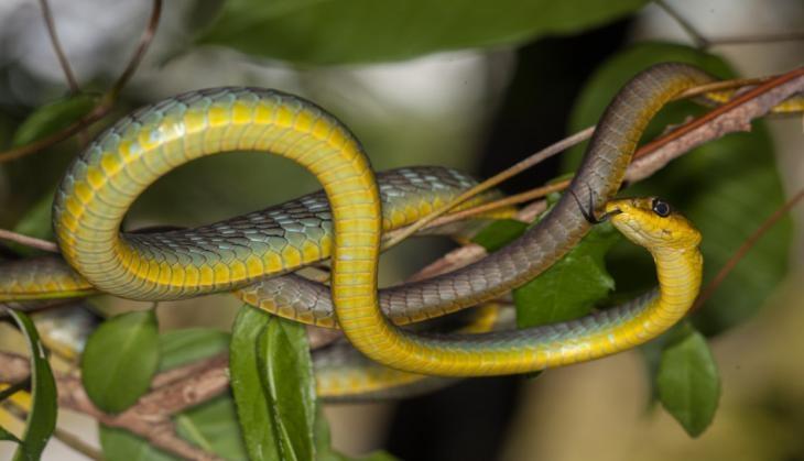 DENDRELAPHIS