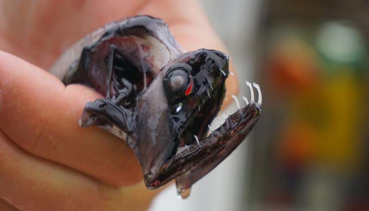 Dragonfish see-through teeth's mystery solved