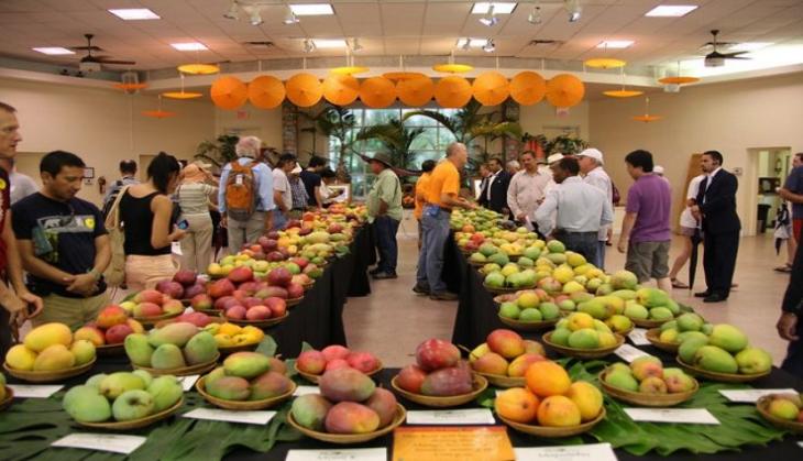 Madhya Pradesh: Mango festival organised for tribal sellers in Bhopal