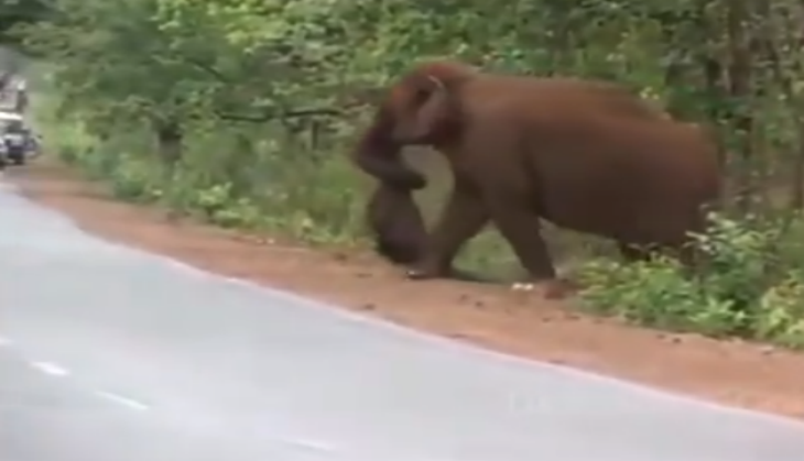 Elephant