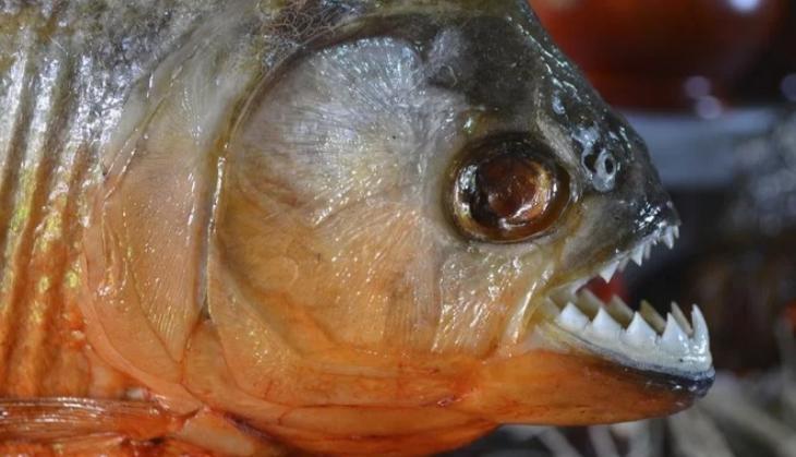 piranha