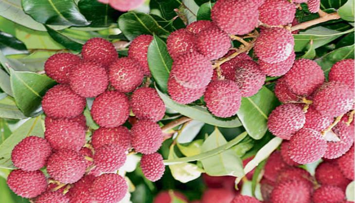 Odisha: Litchi goes out of market after encephalitis outbreak in Muzaffarpur