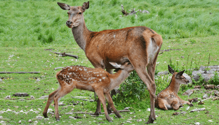 Deer