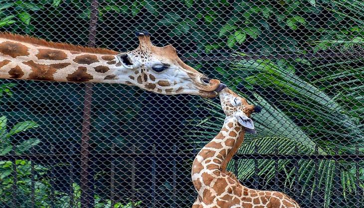 Giraffe-less Delhi Zoo hopes to acquire animal from Thailand | Catch News
