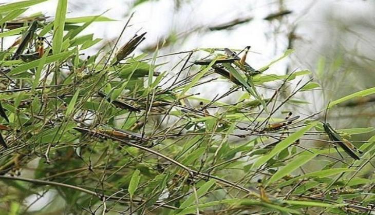 Locust swarms spotted near Delhi airport, pilots urged to be cautious during landing, take-off 