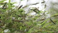 Locust swarms spotted near Delhi airport, pilots urged to be cautious during landing, take-off 