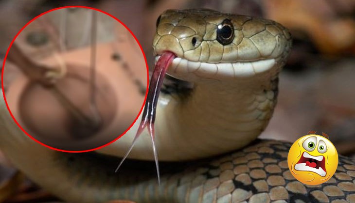 Horrifying! Man finds cobra inside his washroom; rescue video of reptile will give you goosebumps!