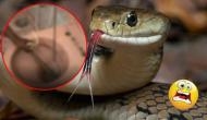 Horrifying! Man finds cobra inside his washroom; rescue video of reptile will give you goosebumps!