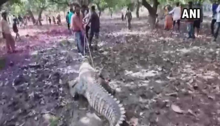 Gujarat: Crocodile strayed inside temple, devotees gather claiming it to be 'auspicious'