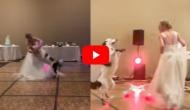 Awwdorable! Watch how bride dances with dog on 1980s superhit track; video goes viral