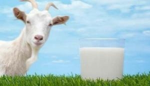 Goat milk formula can benefit infant gut health: Study