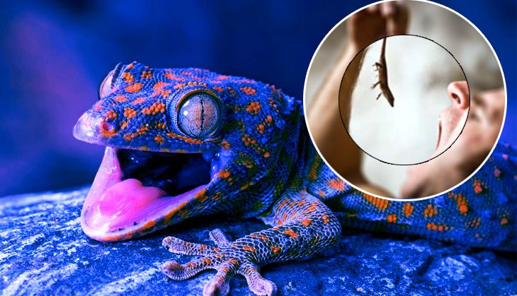 Believe it or not! Father dies 10 days after eating lizard