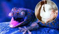 Believe it or not! Father dies 10 days after eating lizard