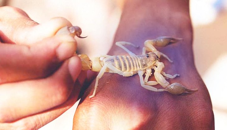 Uttar Pradesh: Shocking! Class 4 boy gets stung by scorpion while sweeping Govt’s school floors, dies