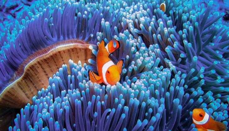 Artificial light threatens clownfish reproduction: Study