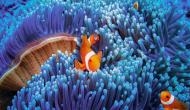 Artificial light threatens clownfish reproduction: Study