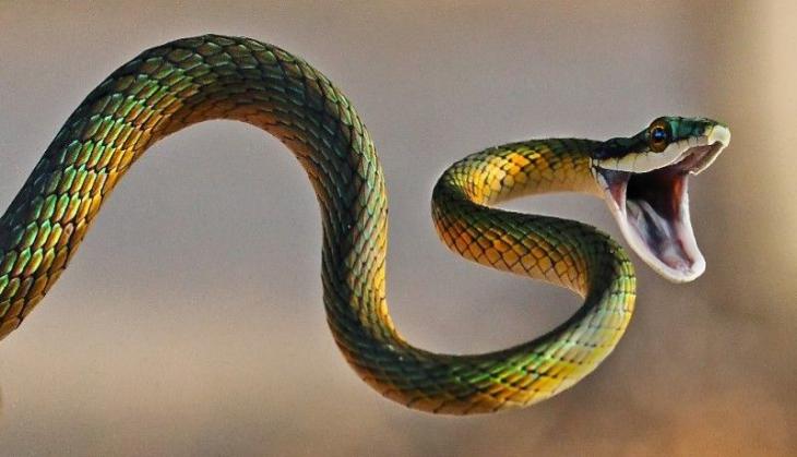Woman finds over 90 venomous snake under her home; know what she does next