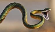 Kerala: Man purchased snake to kill his wife; know what happened next