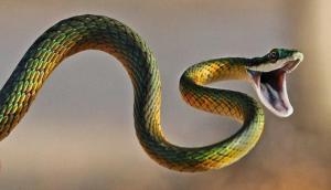 Kerala: Man purchased snake to kill his wife; know what happened next