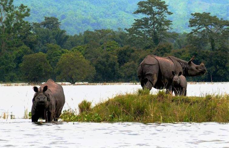 Assam floods: 70% of Kaziranga National Park submerged, animals taken to highlands