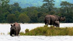 Assam floods: 70% of Kaziranga National Park submerged, animals taken to highlands