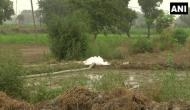 Delhi: Farmers using toxic drain water for growing vegetables in Mungeshpur