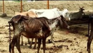 UP: Locals allege cows at Barabanki shelter died due to lack of fodder, water