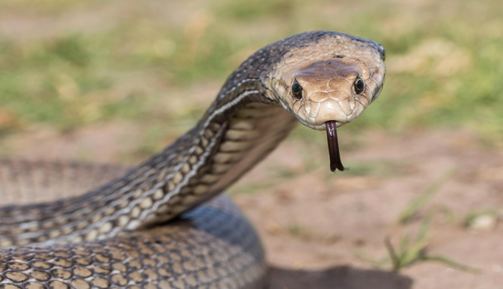 Snake
